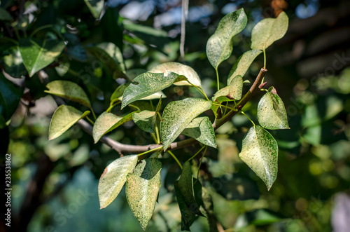 branch of a of fruit tree with green foliage