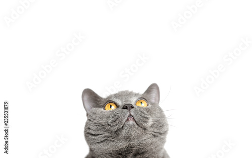 Gray British cat looking up on a white background