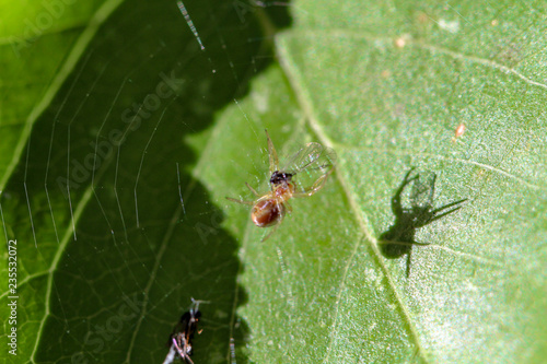 Kleine Spinne im Netz über einem Blatt 