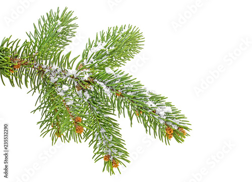 Christmas tree branch with snow  white background.