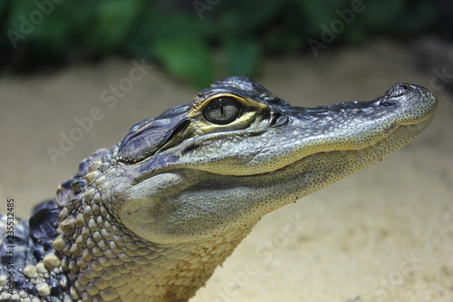 closeup of a crocodile