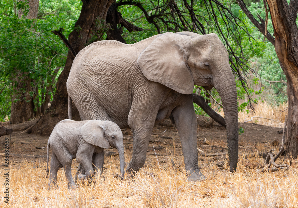 African Elephant Mother And Calf