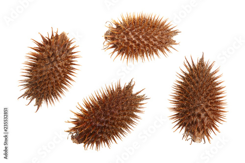dry Xanthium strumarium isolated on white background has medicinal properties. Top view. Flat lay pattern photo