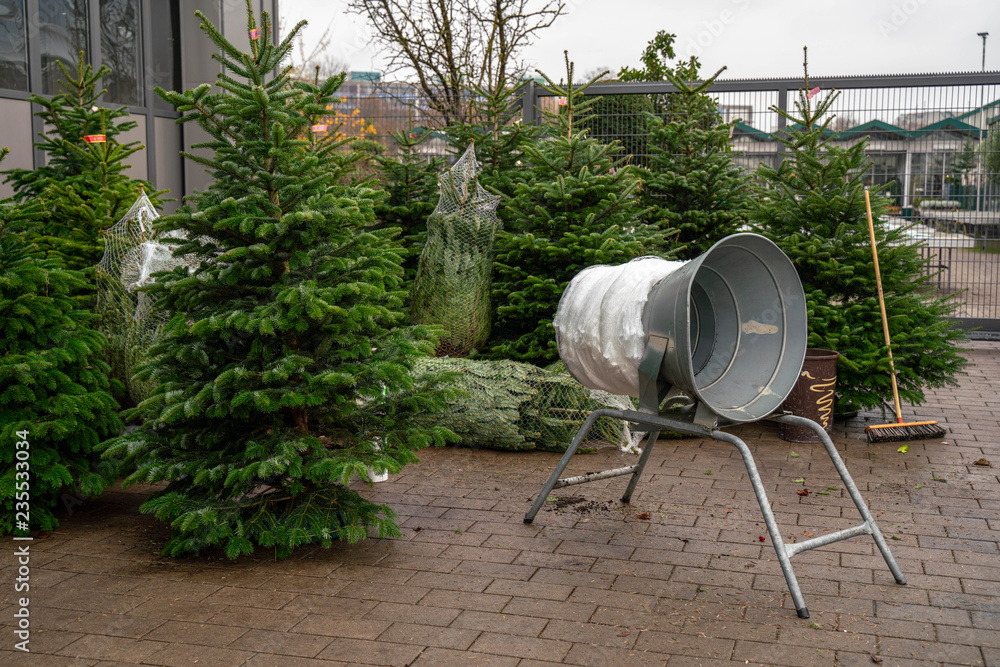 Christmas trees in pots for sale Christmas trees in pots for sale