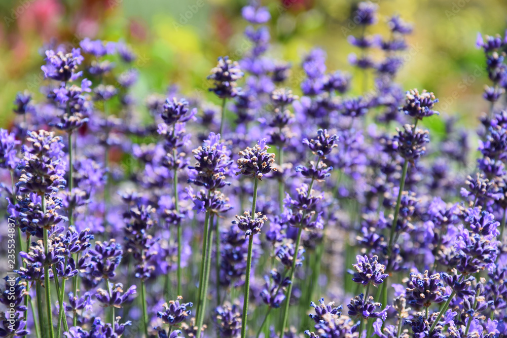 Obraz premium lavender flowers