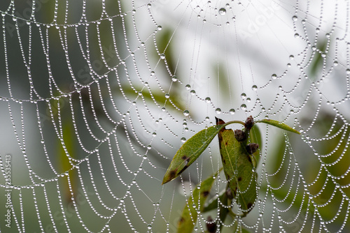 Teia de aranha com orvalho photo