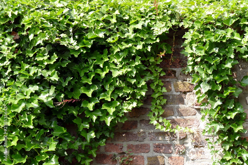 Hedera helix wächst an einer Hauswand Hedera helix wächst an einer Hauswand