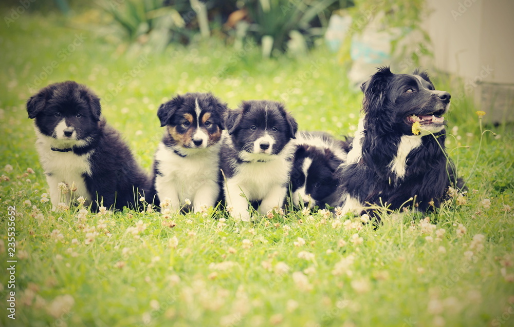 Border collie, family, puppies