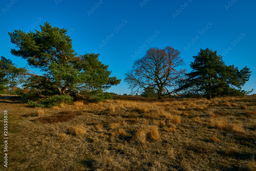 Obraz premium Westruper Heide im Herbst