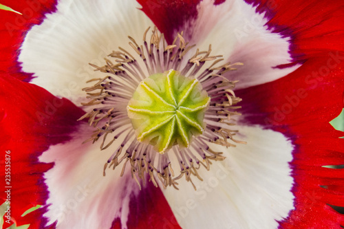 Danish flag poppy