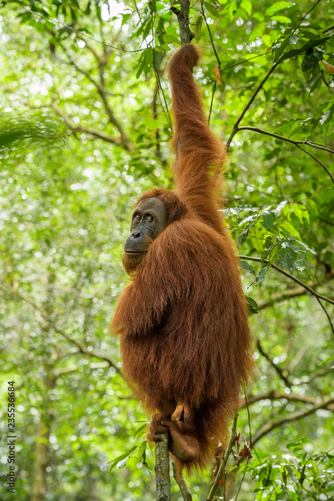Naklejka premium Sumatran Orang-utan - Pongo abelii, hominid primate from Sumatran forests, Indonesia.
