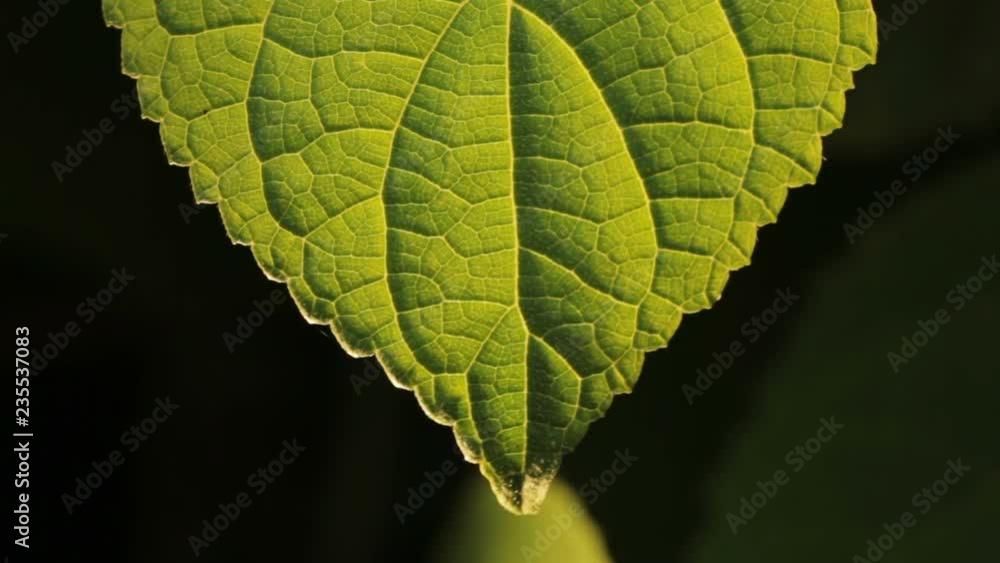 the bright sun is illuminated the leaf on the tree. natural scenery.