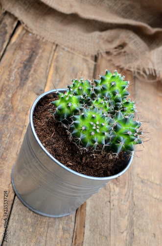 Shining green cactus in a tin flower pot