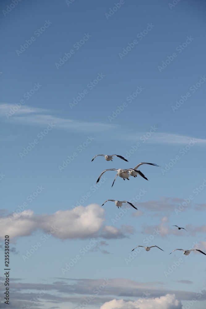 birds in the sky birds in the sky