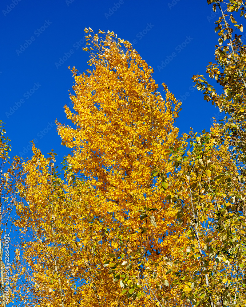 Fototapeta premium Autumn trees