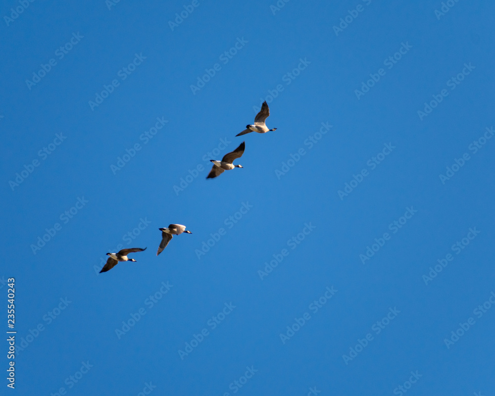 Canadian Honkers Canadian Honkers