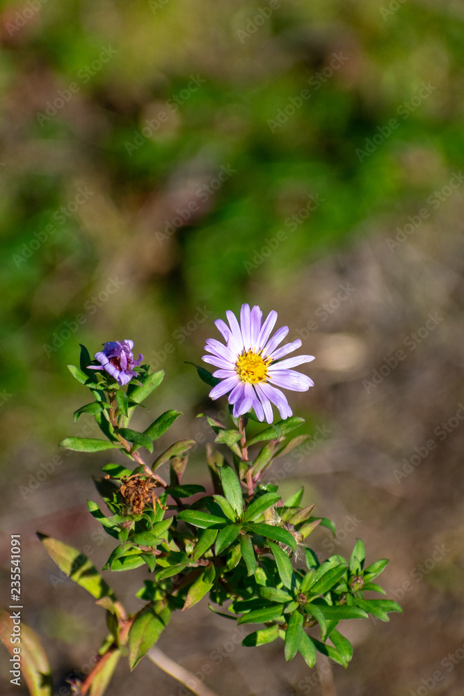 Purple flower Purple flower