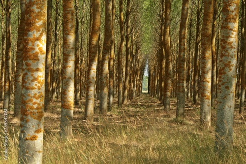 Bosque en otoño