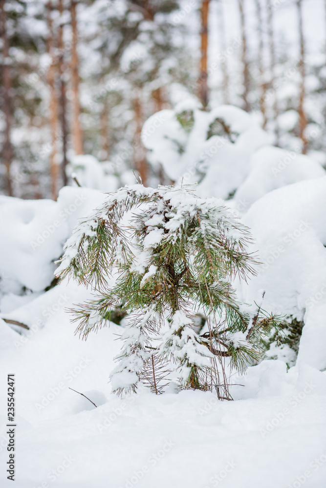 Snow covered pines in the forest. Winter panorama of the forest.