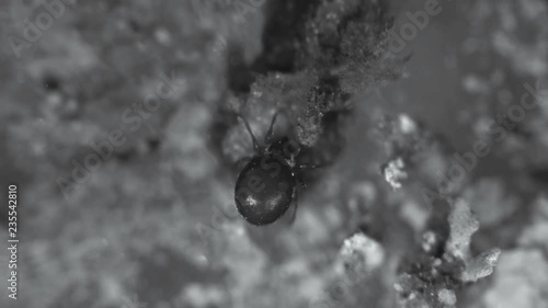 Arthropoda mite Arachnida living in reservoirs, as well as in the soil photo