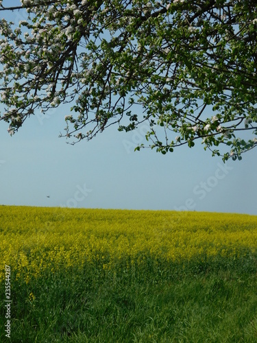 tree in the field