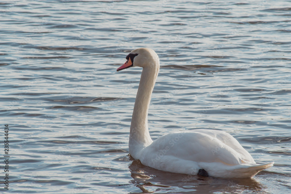 Obraz premium Beautiful white swan swims on the lake Silbersee