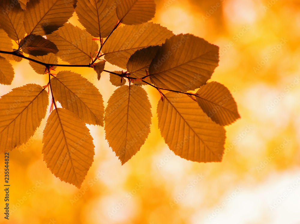 Autumn leaves on the sun and blurred trees . Autumn leaves on the sun and blurred trees .