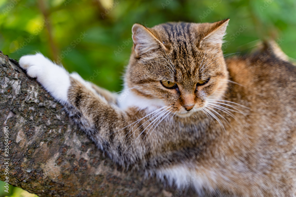 Close up shot of portrait lovely face cat sitting on a tree. Gray furry cat sitting on a tree branch and scratching it with sharp claws.