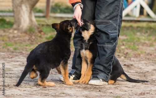 shepherd puppy in training