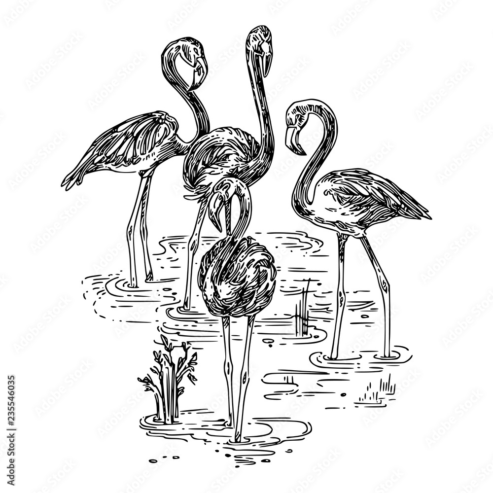 Fototapeta premium Flock of pink flamingos standing in the water. Sketch. Engraving style. Vector illustration.