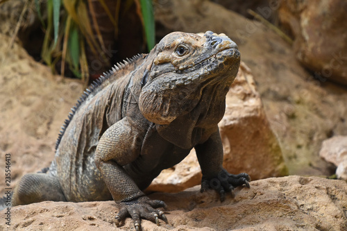 Close up portrait of rhinoceros iguana on rocks © breakingthewalls