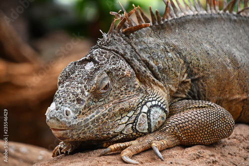 Close up portrait of green iguana resting on rocks