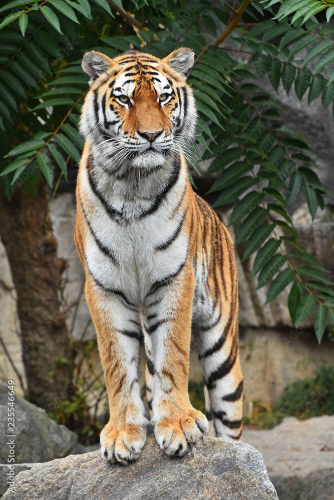 Obraz premium Close up front portrait of Siberian Amur tiger