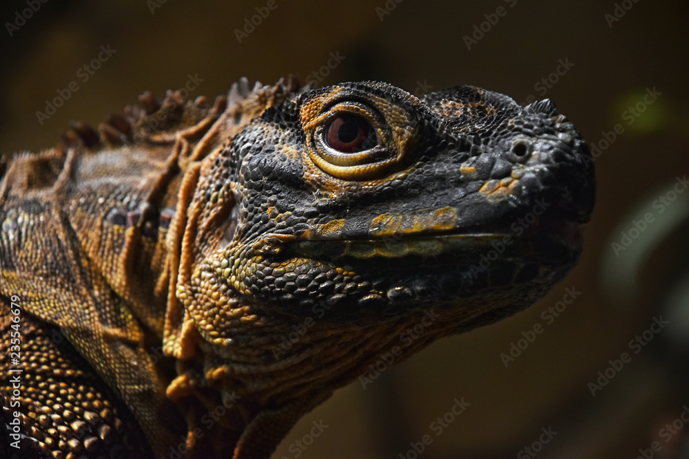 Fototapeta premium Close up profile portrait of black iguana