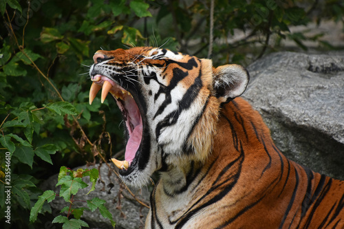 Fotografie Close up front portrait of Indochinese tiger
