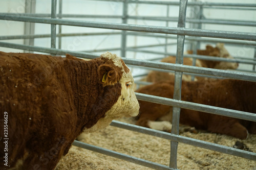 A bull in the stall looking at cows. photo