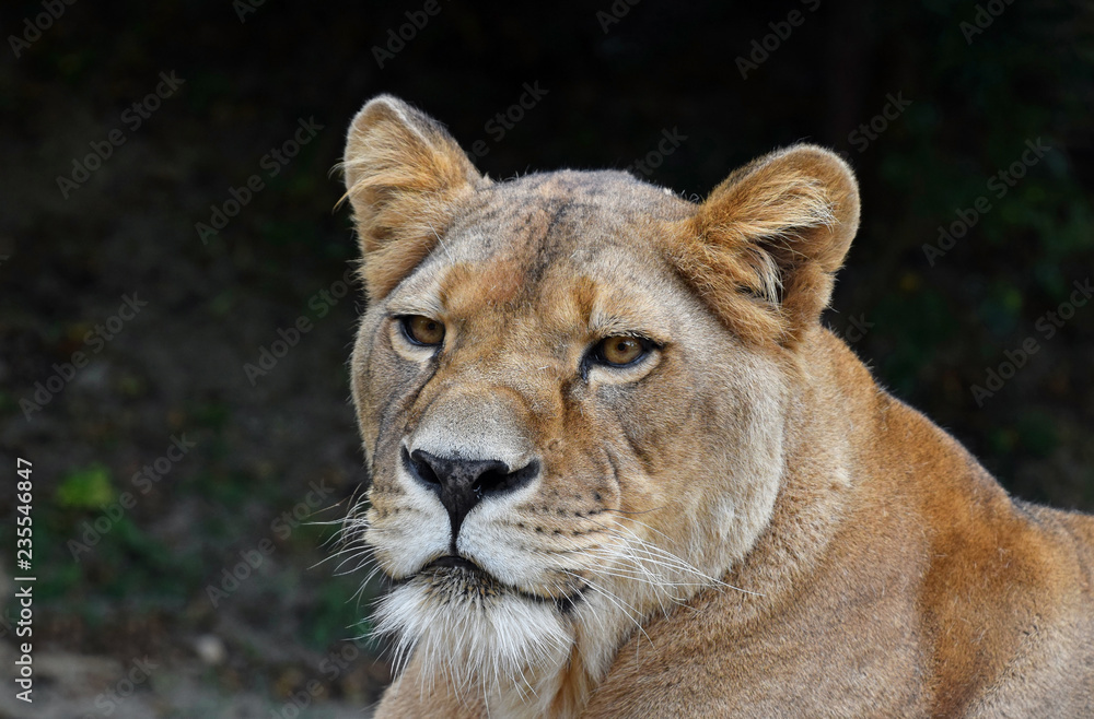 Close up side portrait of female African lioness Close up side portrait of female African lioness