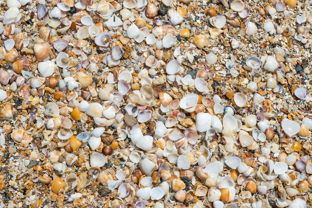 Abstract natural background of textured pile of seashells in full frame close-up Abstract natural background of textured pile of seashells in full frame close-up