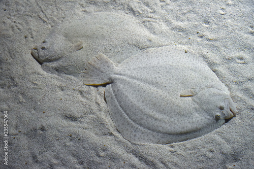 Fototapeta Close up two flatfishes on sand sea bottom