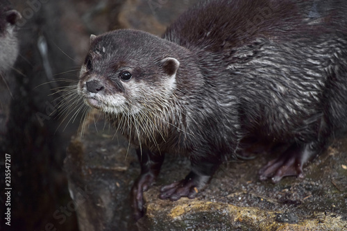 Close up portrait of one small river otter