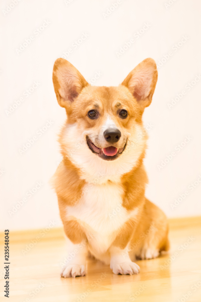 Welsh Corgi Pembroke Welsh Corgi Pembroke