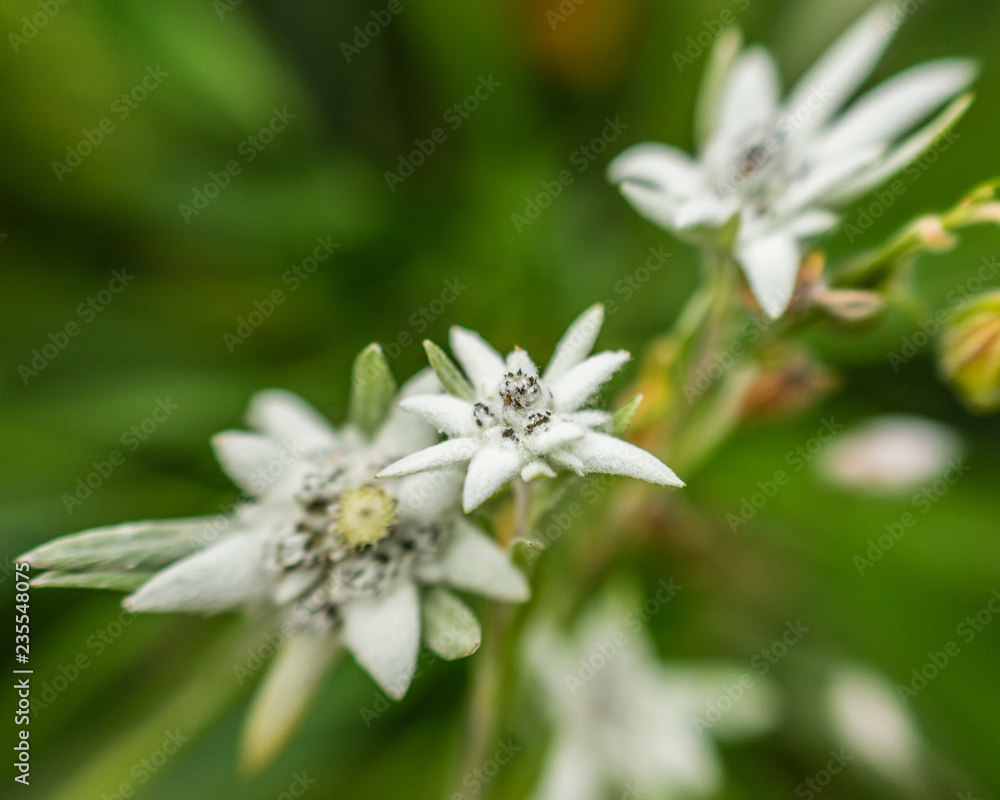 white flower white flower