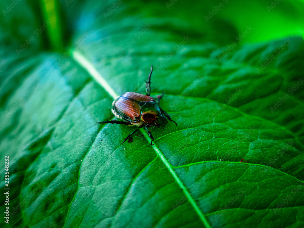 Bug on a Leaf