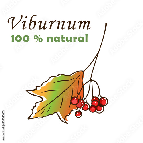 Viburnum berry icon vector illustration on white background