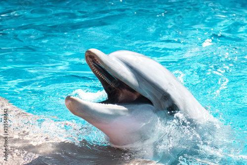 Dolphine in the ocean