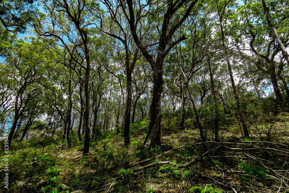 Path of Trees in the Forest on Fraser Island Path of Trees in the Forest on Fraser Island