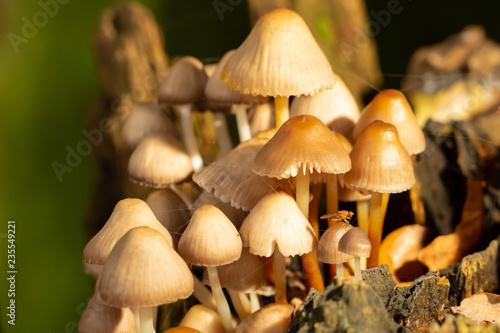 A flies mushroom village