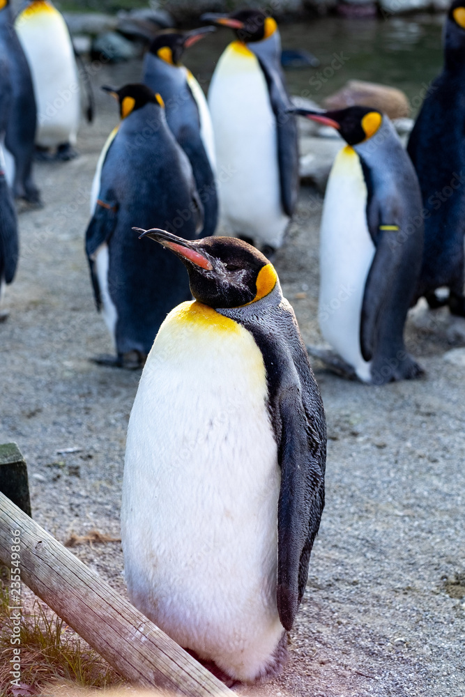 Obraz premium Penguins