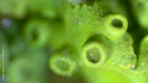 Teloschist family lichen or just a moss photo