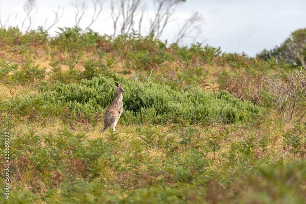 A kangaroo standing in a green grass field in Australia